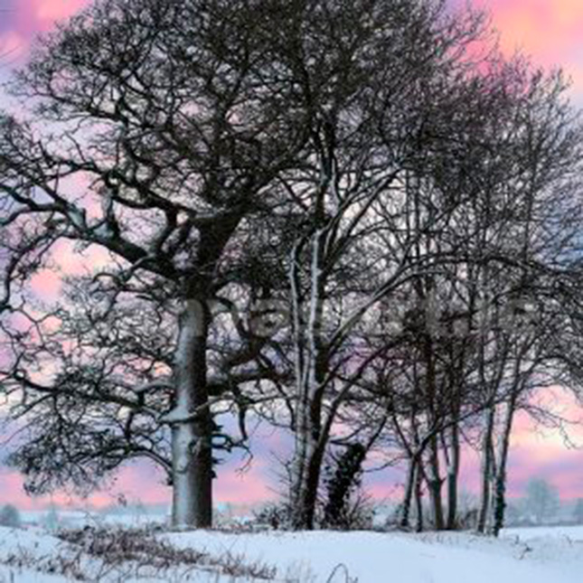 Impression sur toile - Peinture d'arbres dans un paysage d'hiver enneigé